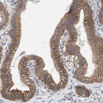 Anti-KCNS3 antibody produced in rabbit Prestige Antibodies&#174; Powered by Atlas Antibodies, affinity isolated antibody, buffered aqueous glycerol solution