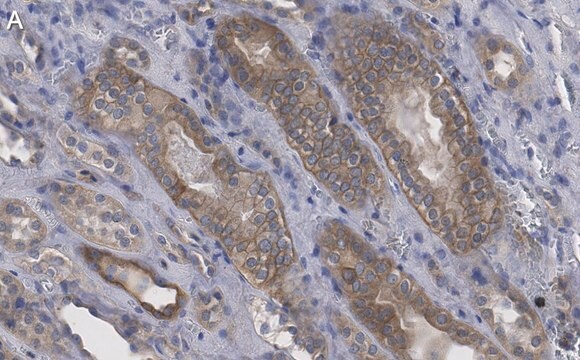 Anti-Selenoprotein P Antibody, clone 2G23 ZooMAb&#174; Rabbit Monoclonal recombinant, expressed in HEK 293 cells