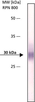 Anti-hABH2 antibody, Mouse monoclonal clone hABH2-7, purified from hybridoma cell culture