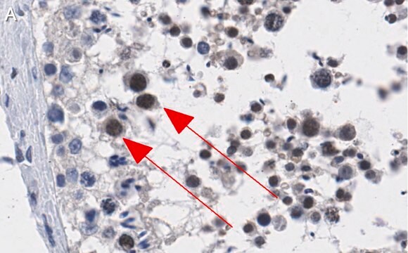 Anti-ATR Antibody, clone 1B15 ZooMAb&#174; Rabbit Monoclonal recombinant, expressed in HEK 293 cells