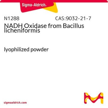 NADH Oxidase from Bacillus licheniformis lyophilized powder