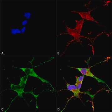 Monoclonal Anti-Atf4 antibody produced in mouse clone S360A-24, purified immunoglobulin