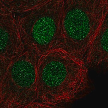 Anti-SIRT6 antibody produced in rabbit Prestige Antibodies&#174; Powered by Atlas Antibodies, affinity isolated antibody