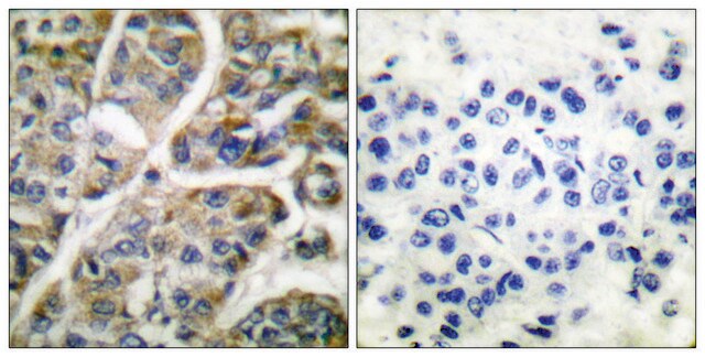 Anti-Granzyme B antibody produced in rabbit affinity isolated antibody