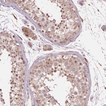 Anti-POLR3F antibody produced in rabbit Prestige Antibodies&#174; Powered by Atlas Antibodies, affinity isolated antibody, buffered aqueous glycerol solution