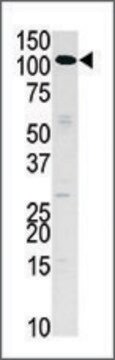 Anti-HK3 (N-term) antibody produced in rabbit IgG fraction of antiserum, buffered aqueous solution