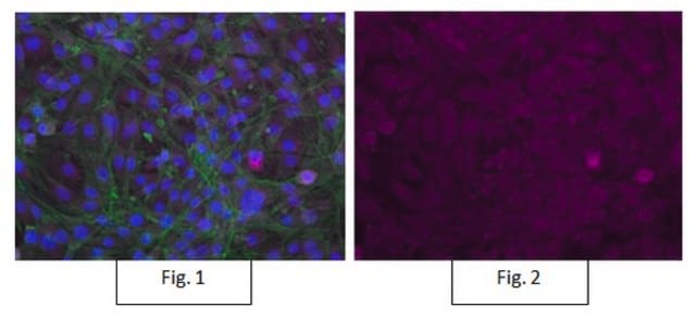 Anti-Integrin &#946;1, activated, clone HUTS-4, Alexa Fluor&#8482; 647 Conjugate clone HUTS-4, from mouse, ALEXA FLUOR&#8482; 647