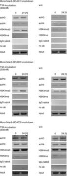 Anti-monomethyl-Histone H3 (Lys9) Antibody Upstate&#174;, from rabbit