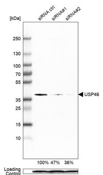 Monoclonal Anti-USP46 antibody produced in mouse Prestige Antibodies&#174; Powered by Atlas Antibodies, clone CL0363, purified immunoglobulin, buffered aqueous glycerol solution