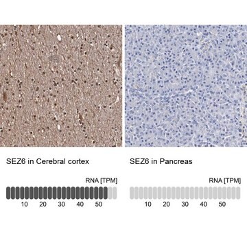 Anti-SEZ6 antibody produced in rabbit Prestige Antibodies&#174; Powered by Atlas Antibodies, affinity isolated antibody, buffered aqueous glycerol solution