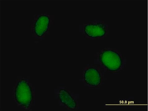 Anti-VGLL1 antibody produced in mouse purified immunoglobulin, buffered aqueous solution