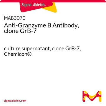 Anti-Granzyme B Antibody, clone GrB-7 culture supernatant, clone GrB-7, Chemicon&#174;