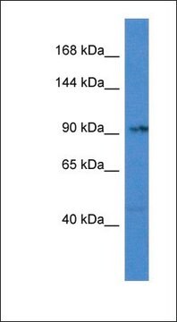 Anti-TNNI3K antibody produced in rabbit affinity isolated antibody