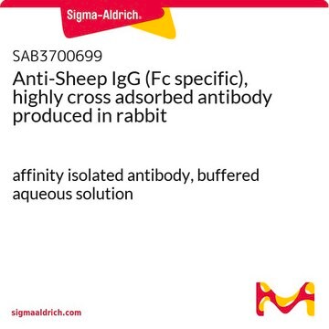 Anti-Sheep IgG (Fc specific), highly cross adsorbed antibody produced in rabbit affinity isolated antibody, buffered aqueous solution