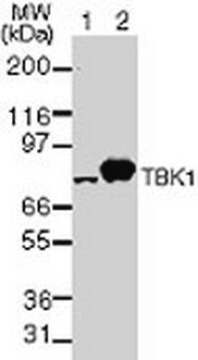 Anti-TBK1 Mouse mAb (108A429) liquid, clone 108A429, Calbiochem&#174;