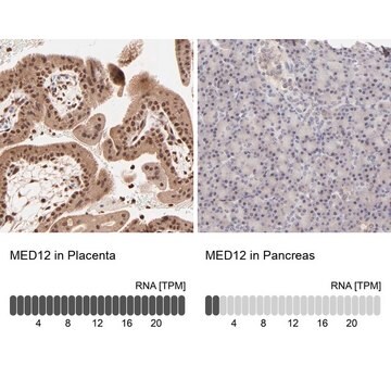 Anti-MED12 antibody produced in rabbit Ab2, Prestige Antibodies&#174; Powered by Atlas Antibodies, affinity isolated antibody, buffered aqueous glycerol solution