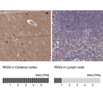 Anti-IRGQ antibody produced in rabbit Prestige Antibodies&#174; Powered by Atlas Antibodies, affinity isolated antibody, buffered aqueous glycerol solution