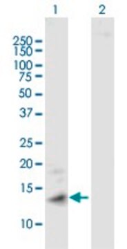 ANTI-MT1A antibody produced in mouse purified immunoglobulin, buffered aqueous solution