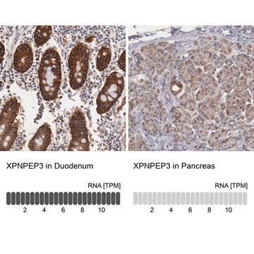 Anti-XPNPEP3 antibody produced in rabbit Prestige Antibodies&#174; Powered by Atlas Antibodies, affinity isolated antibody, buffered aqueous glycerol solution