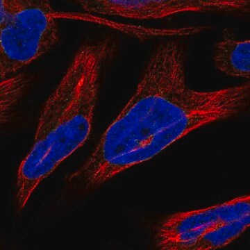 Anti-NRM antibody produced in rabbit Prestige Antibodies&#174; Powered by Atlas Antibodies, affinity isolated antibody