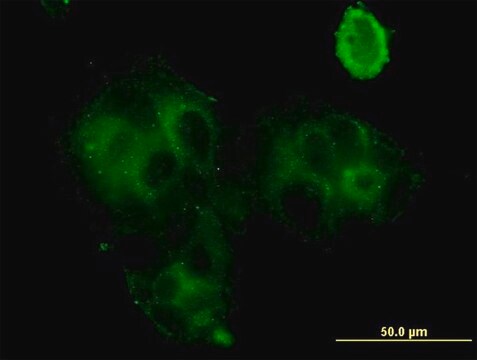 Monoclonal Anti-GCA antibody produced in mouse clone 2F5, purified immunoglobulin, buffered aqueous solution