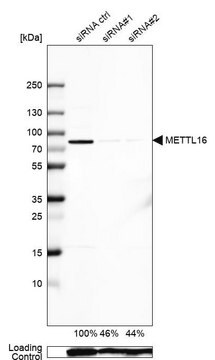 Anti-METTL16 antibody produced in rabbit Prestige Antibodies&#174; Powered by Atlas Antibodies, affinity isolated antibody, buffered aqueous glycerol solution