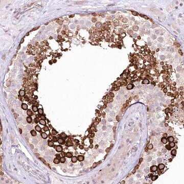 Anti-YBX3 antibody produced in rabbit Prestige Antibodies&#174; Powered by Atlas Antibodies, affinity isolated antibody, buffered aqueous glycerol solution