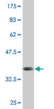 Monoclonal Anti-HOXD1 antibody produced in mouse clone 4F4, purified immunoglobulin, buffered aqueous solution