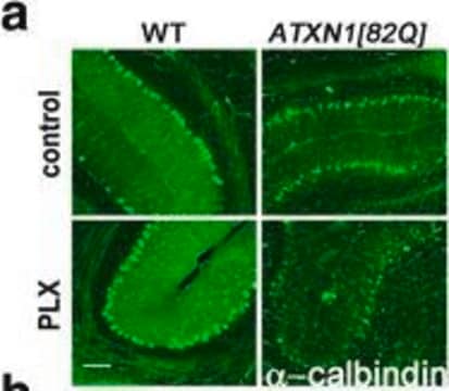 Monoclonal Anti-Calbindin-D-28K antibody produced in mouse clone CB-955, ascites fluid