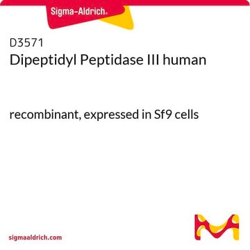 Dipeptidyl Peptidase III human recombinant, expressed in Sf9 cells