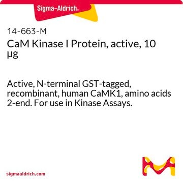 CaM Kinase I Protein, active, 10 &#181;g Active, N-terminal GST-tagged, recombinant, human CaMK1, amino acids 2-end. For use in Kinase Assays.