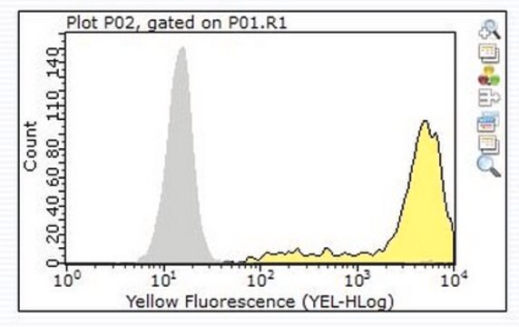 Anti-EGFR Antibody, clone 7F12.1 clone 7F12.1, from mouse