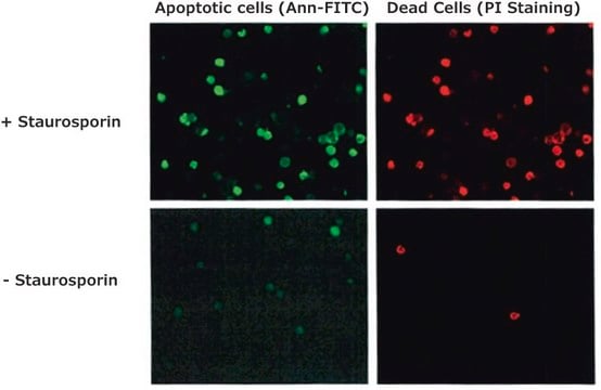 Annexin V FITC Conjugate from human placenta