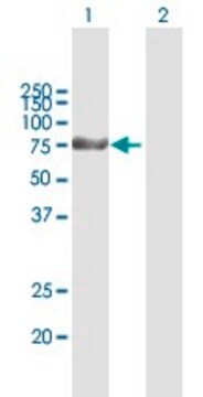 Anti-KLHL1 antibody produced in mouse purified immunoglobulin, buffered aqueous solution