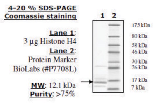 Histone H4 full length human recombinant, expressed in E. coli, &#8805;80% (SDS-PAGE)