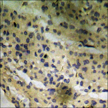 Anti-phospho-PLK1 (pThr210) antibody produced in rabbit affinity isolated antibody