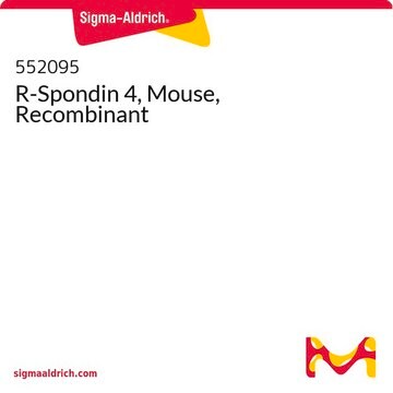 R-Spondin 4, Mouse, Recombinant