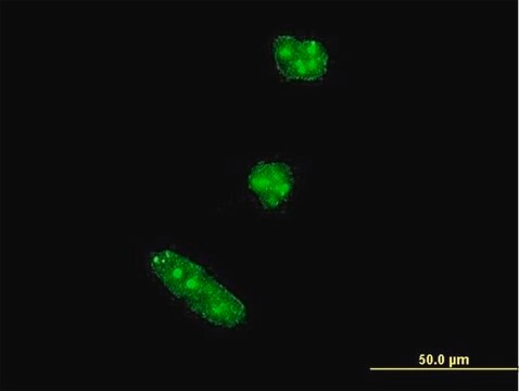 Monoclonal Anti-TWIST1 antibody produced in mouse clone 3A2, purified immunoglobulin, buffered aqueous solution