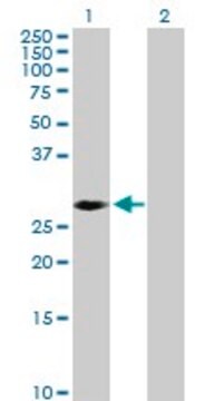 Anti-PRKAB2 antibody produced in rabbit purified immunoglobulin, buffered aqueous solution