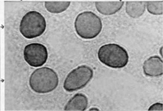 Anti-Hexokinase Type III Antibody, clone C7C3 ascites fluid, clone C7C3, Chemicon&#174;