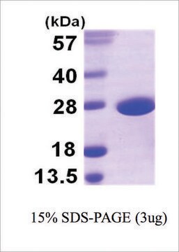 SOD-A from bacteria recombinant, expressed in E. coli, &#8805;95% (SDS-PAGE)