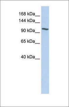 Anti-NNT antibody produced in rabbit affinity isolated antibody