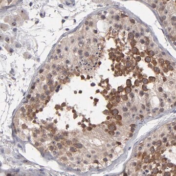 Anti-GLCCI1 antibody produced in rabbit Ab1, Prestige Antibodies&#174; Powered by Atlas Antibodies, affinity isolated antibody, buffered aqueous glycerol solution