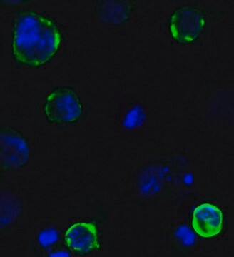 Anti-SARS-CoV-2 (COVID-19) Spike (cleavage site) antibody produced in rabbit affinity isolated antibody