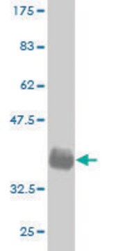 Monoclonal Anti-GML antibody produced in mouse clone 5F4, purified immunoglobulin, buffered aqueous solution