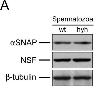 Monoclonal Anti-&#946;-Tubulin antibody produced in mouse clone 2-28-33, ascites fluid