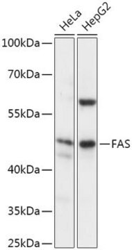 Anti-FAS antibody produced in rabbit