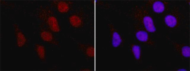 Monoclonal Anti-Histone H3 (C-terminal) antibody produced in mouse clone H6.10, purified from hybridoma cell culture