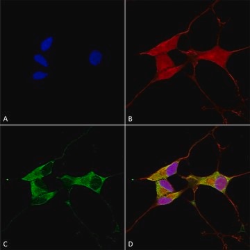 Monoclonal Anti-Lgi1 - Atto 594 antibody produced in mouse clone S283-7, purified immunoglobulin