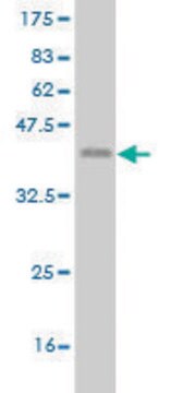 Monoclonal Anti-ETV1 antibody produced in mouse clone 4C12, purified immunoglobulin, buffered aqueous solution